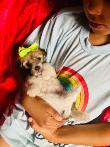 Shih tzu fêmea e macho