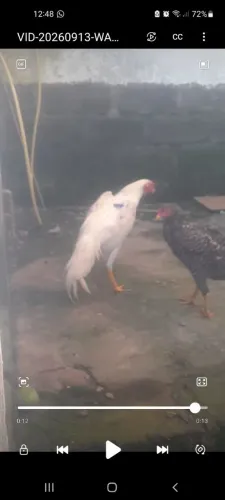 Frango fino branco