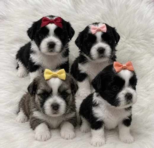 Shih tzu Filhotes Fêmeas e Machos Alegria das Crianças e Adultos!