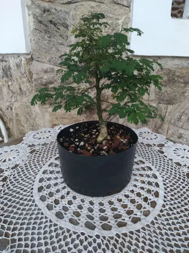 Pre Bonsai Pitheco