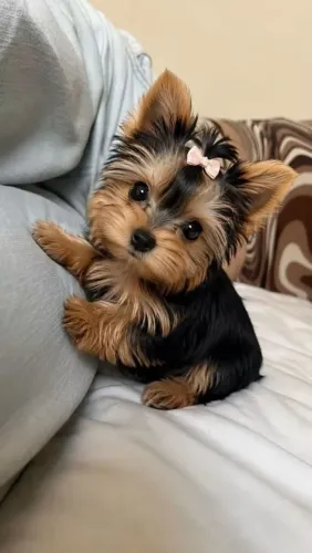 Uma lindeza de Yorkshire p sua companhia!!!