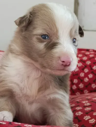 Lindos filhotes de Border Collie