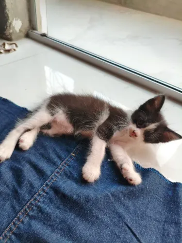 GATINHOS
