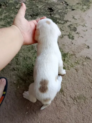Filhotes para cão de guarda.
