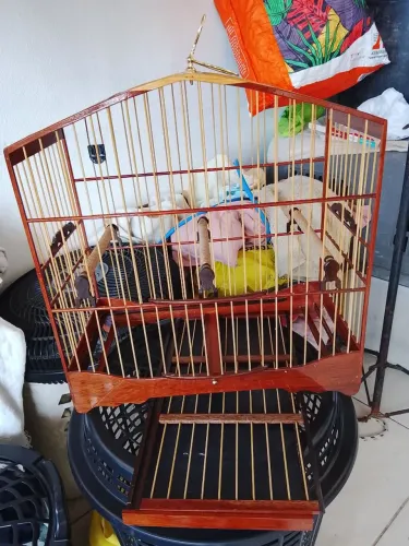 Vendo gaiola pra Trinca Ferro