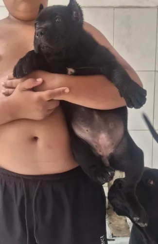 Cane corso