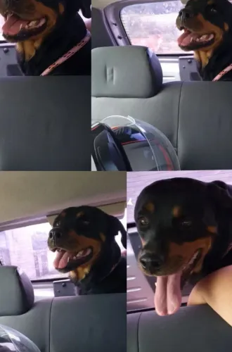 Doa se  dois uma rottweiler e um pinscher