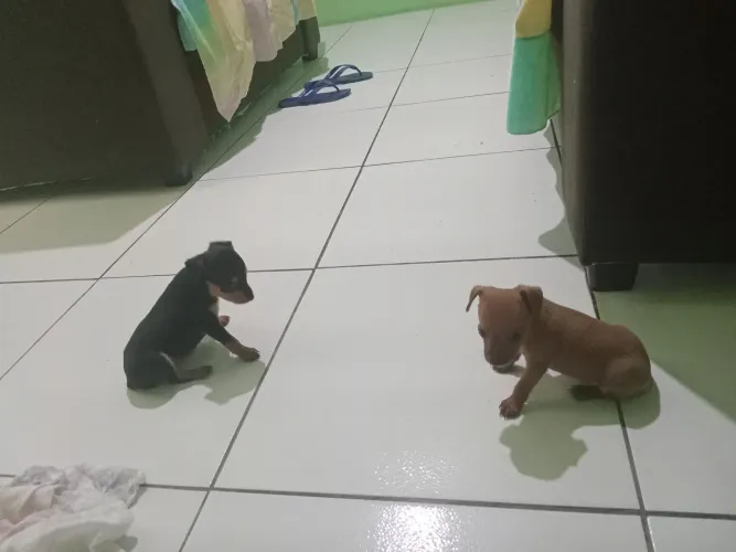 Vende-se cachorros fêmeas. Raça pinscher 2.
