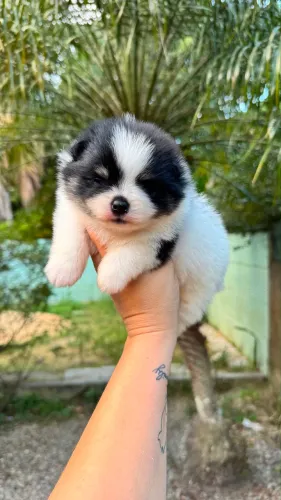 SPITZ ALEMÃO MACHINHO