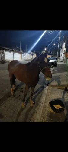 Vendo um cavalo top