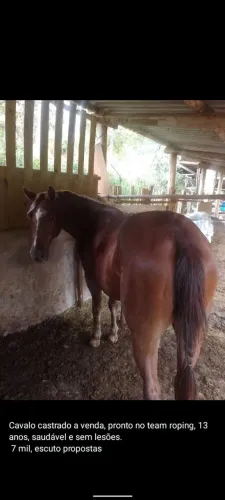 Cavalo QM