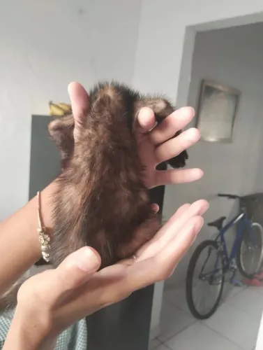 Gatinha fêmea, para adoção <br>Filhote, já tomoédio de verme