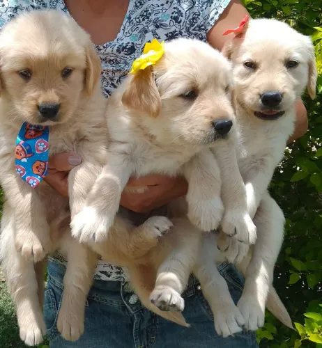 Golden Retriever espertalhões 