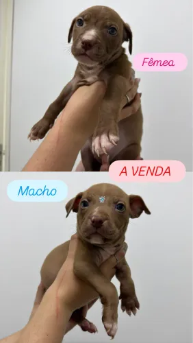Vendo Filhote pitbull fêmea e macho