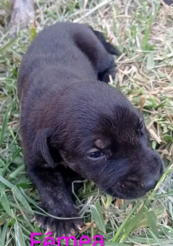 Doa-se Filhotinha de cachorro.