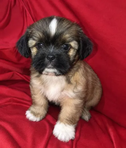 Filhote de Shih-Tzu (macho)