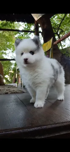 Filhote de pomsky 