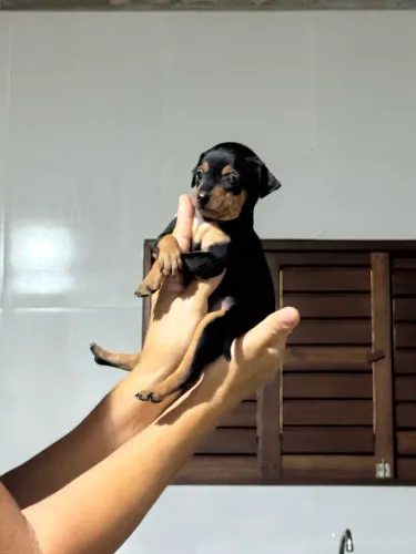 VENDO PINSCHER