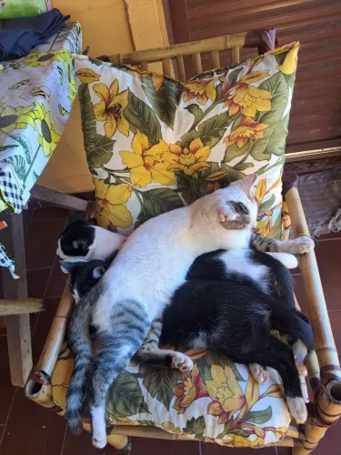 Doa_se gatos castrados