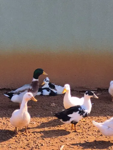 marreco e ovos