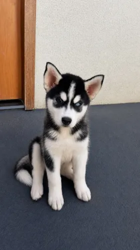 Husky Siberiana Fêmea - Goiânia