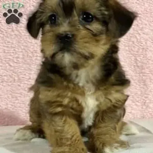 Poodle peludinhos 