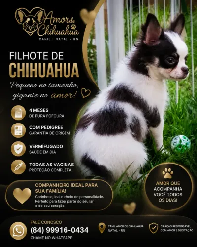 Filhote de Chihuahua ( Canil de Natal )