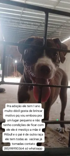 Meu filho criou uma alergia e não posso mais ficar com ele esse cachorrinho é muito dócil
