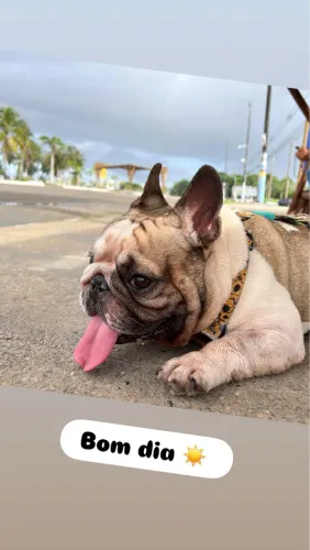 Buldogue francês para cruzar