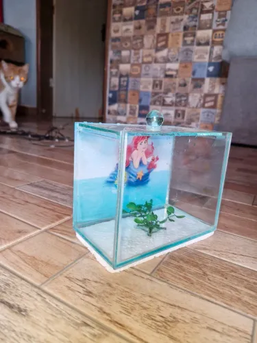 Beteira aquário para bettas