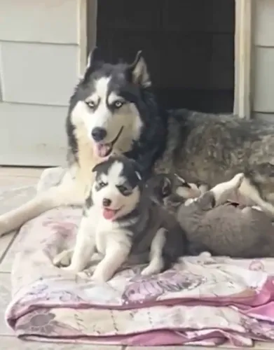 Filhotes Husky Siberiano *Última Fêmea Disponível* - Preto/Branco e Olhos Azuis