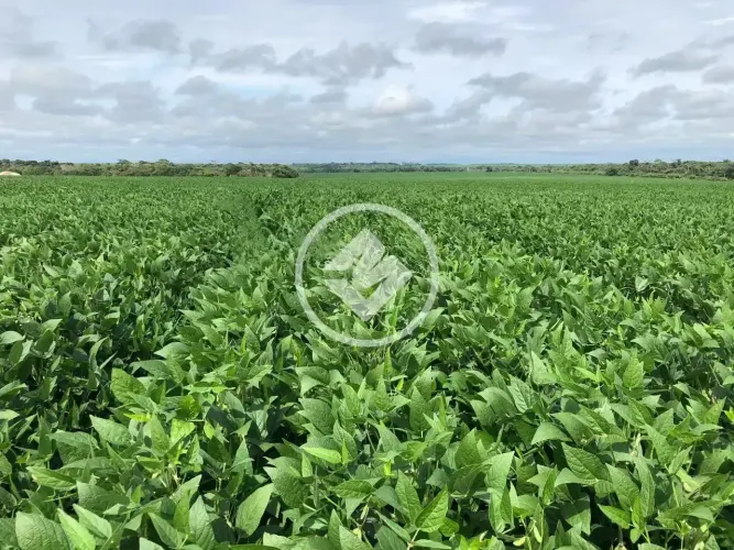 Fazenda de 1.659ha para agricultura à venda em Tapurah-MT codigo: 325215