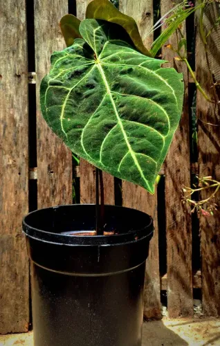 Super Promoção de Anthurium Crystallinum!