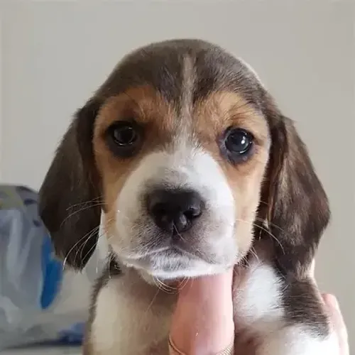 Cachorro da raça Beagle 