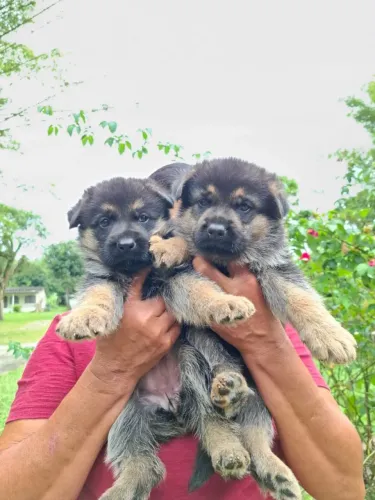Lindos filhotes de Pastor Alemão Manto Negro porte grande 