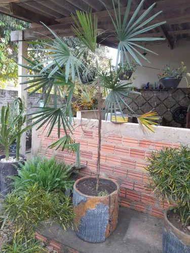 Palmeira em Vaso para Jardim - Linda!