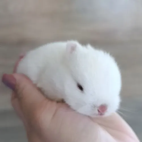 Filhote de Coelho Netherland Dwarf ANÃO Albino 