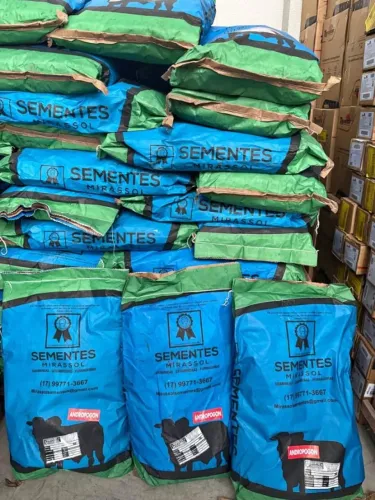 Sementes de Capim Andropogon 6kg - Mirassol Sementes - Safra Nova