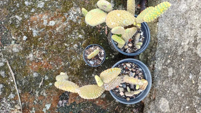 Cacto Opuntia Microdasys - Orelha de Mickey
