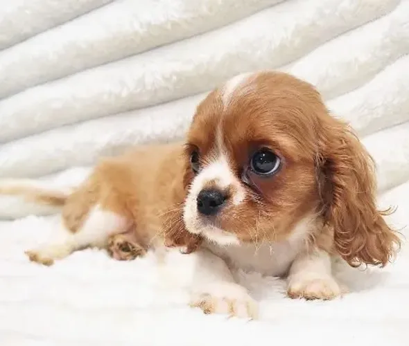   Cavalier King Charles Mini Fêmea - Delicada e companheira