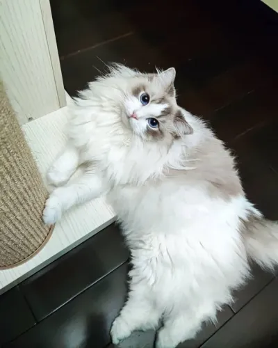Encante-se com a doçura e a beleza do Ragdoll!