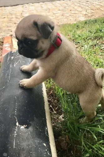 Pug filhote detalhes de fita vermelho