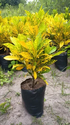 Croton diversos