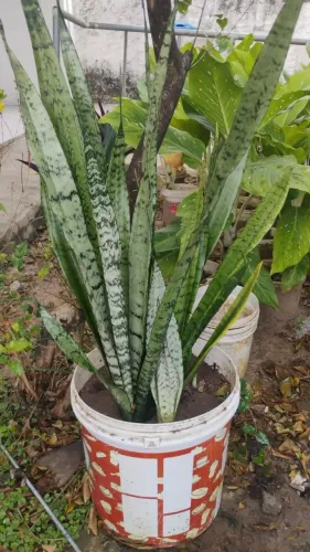 Espada de São Jorge. Planta. Valor: 15,00 reais. WhatsApp *.