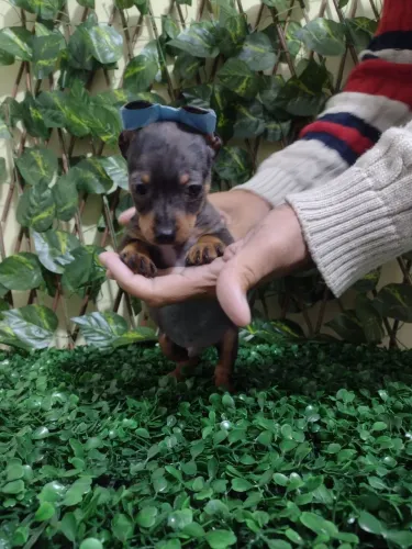 Pinscher