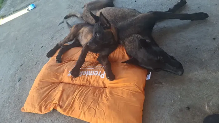 Malinois femea filhote