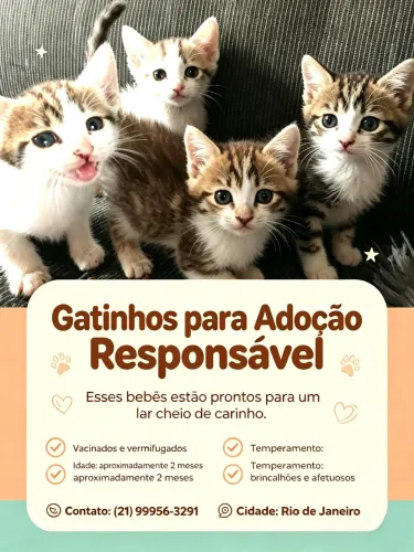 Doação de gatinhos 