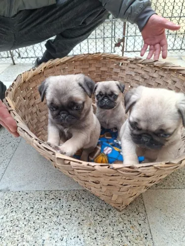 Pug fêmea 50 dias