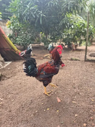 Frangos GSB