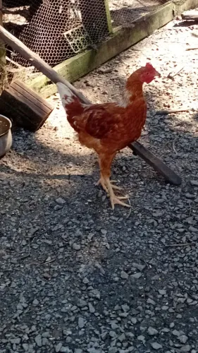 Galo novos